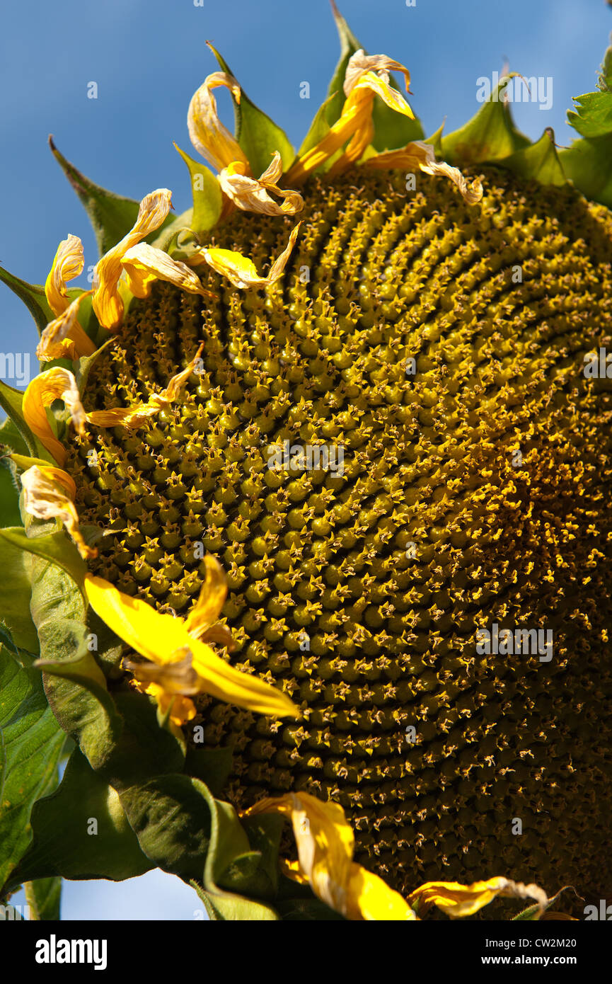 Early morning sunshine sunflowers field full bloom flower UK with