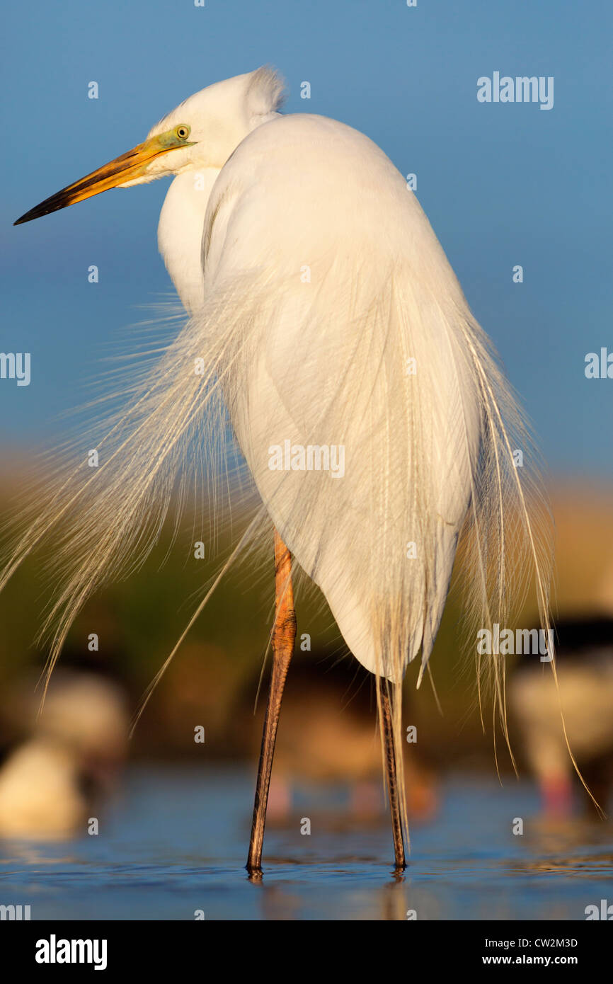 Great egret(Ardea alba)Hungry Stock Photo