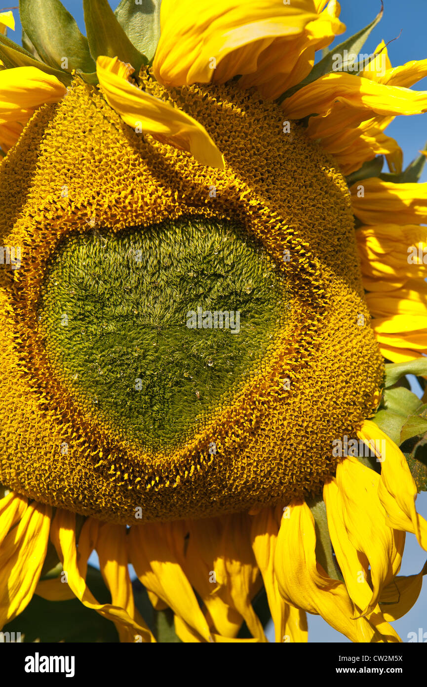 Early morning sunshine sunflowers field full bloom flower UK with