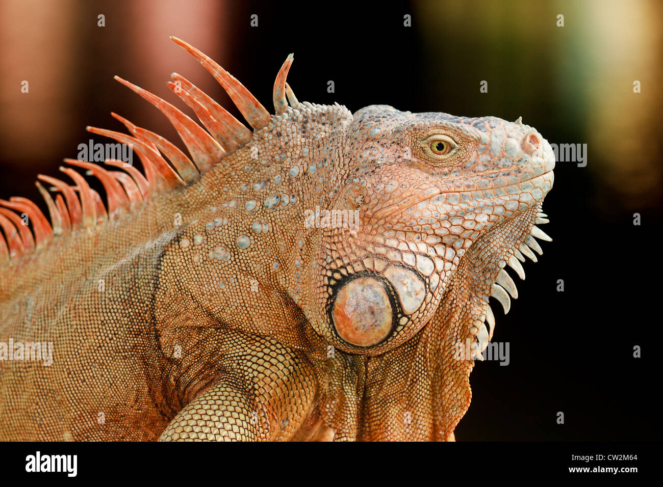 Green iguana male orange hires stock photography and images Alamy