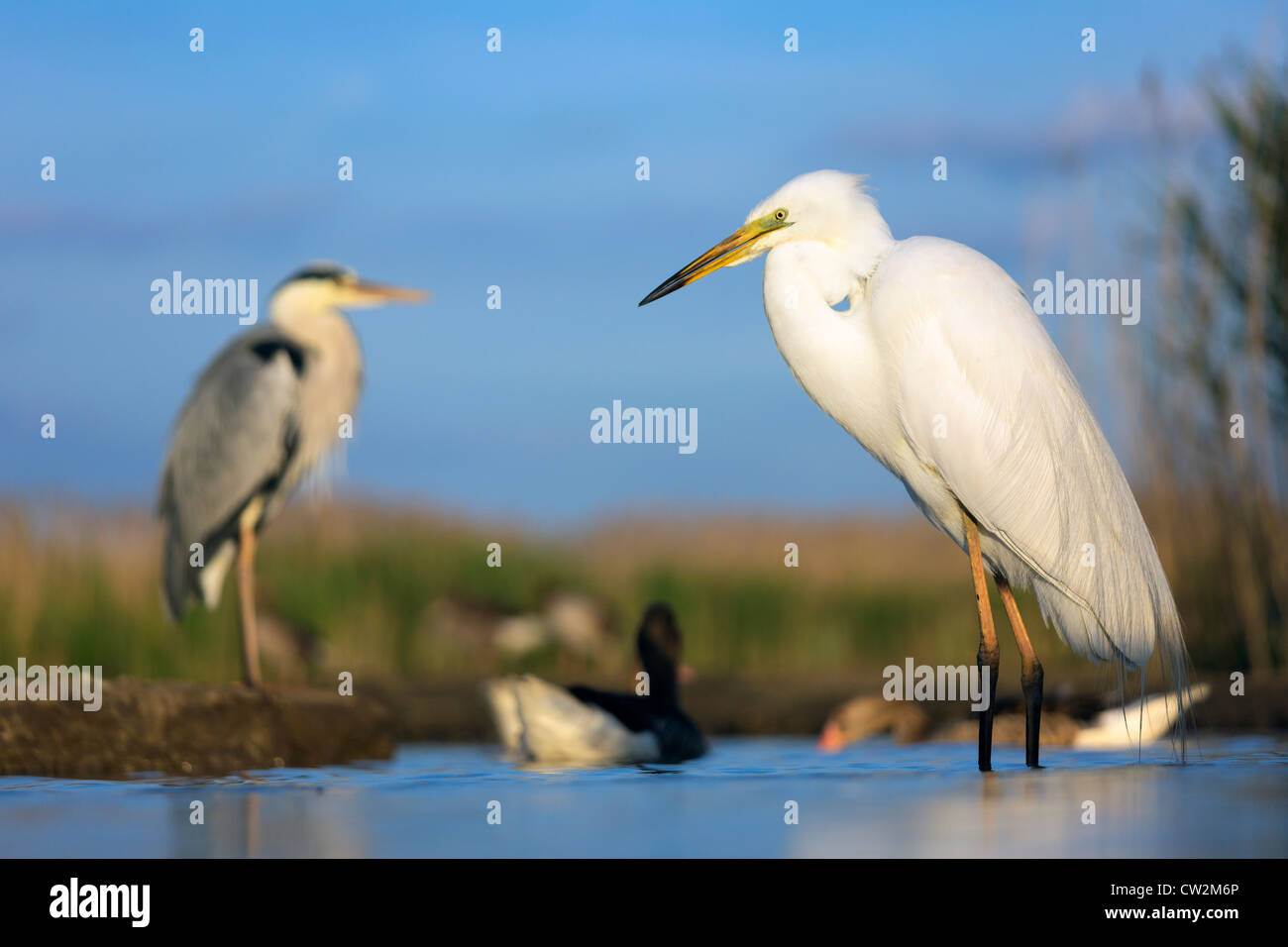 Great egret (Ardea alba) and Grey Heron(Ardea cinerea) in background. Hungry Stock Photo