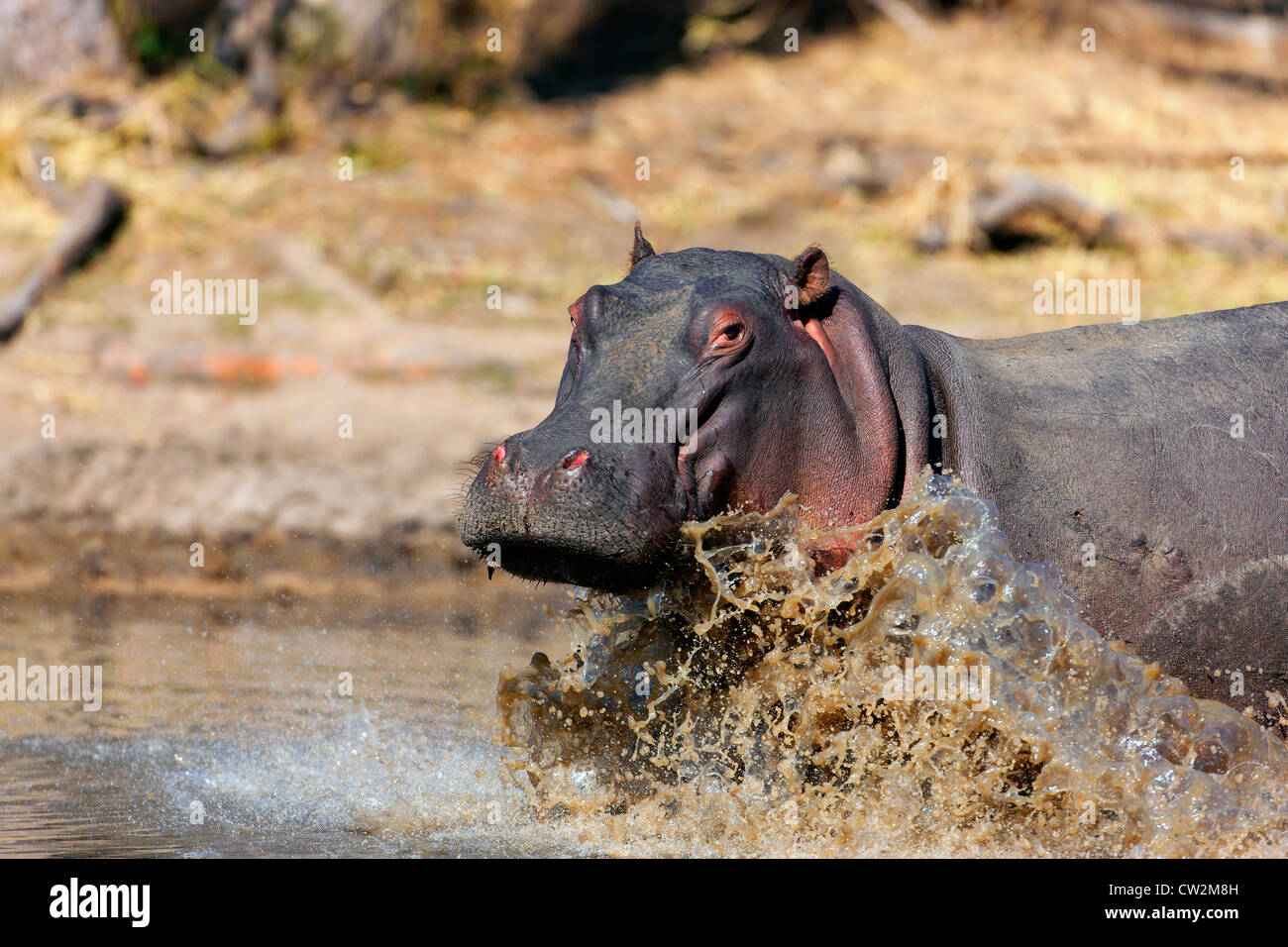 Adult hippo running into waterhole. Stock Photo