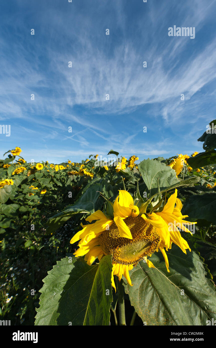 Early morning sunshine sunflowers field full bloom flower UK with