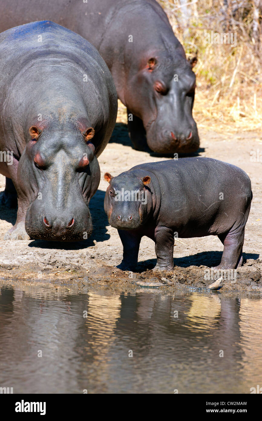 Two adult hippos and a baby at edge of waterhole Stock Photo