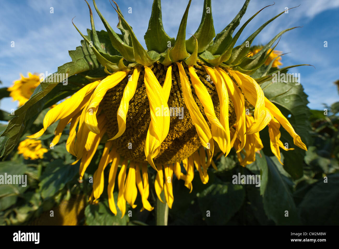 Early morning sunshine sunflowers field full bloom flower UK with
