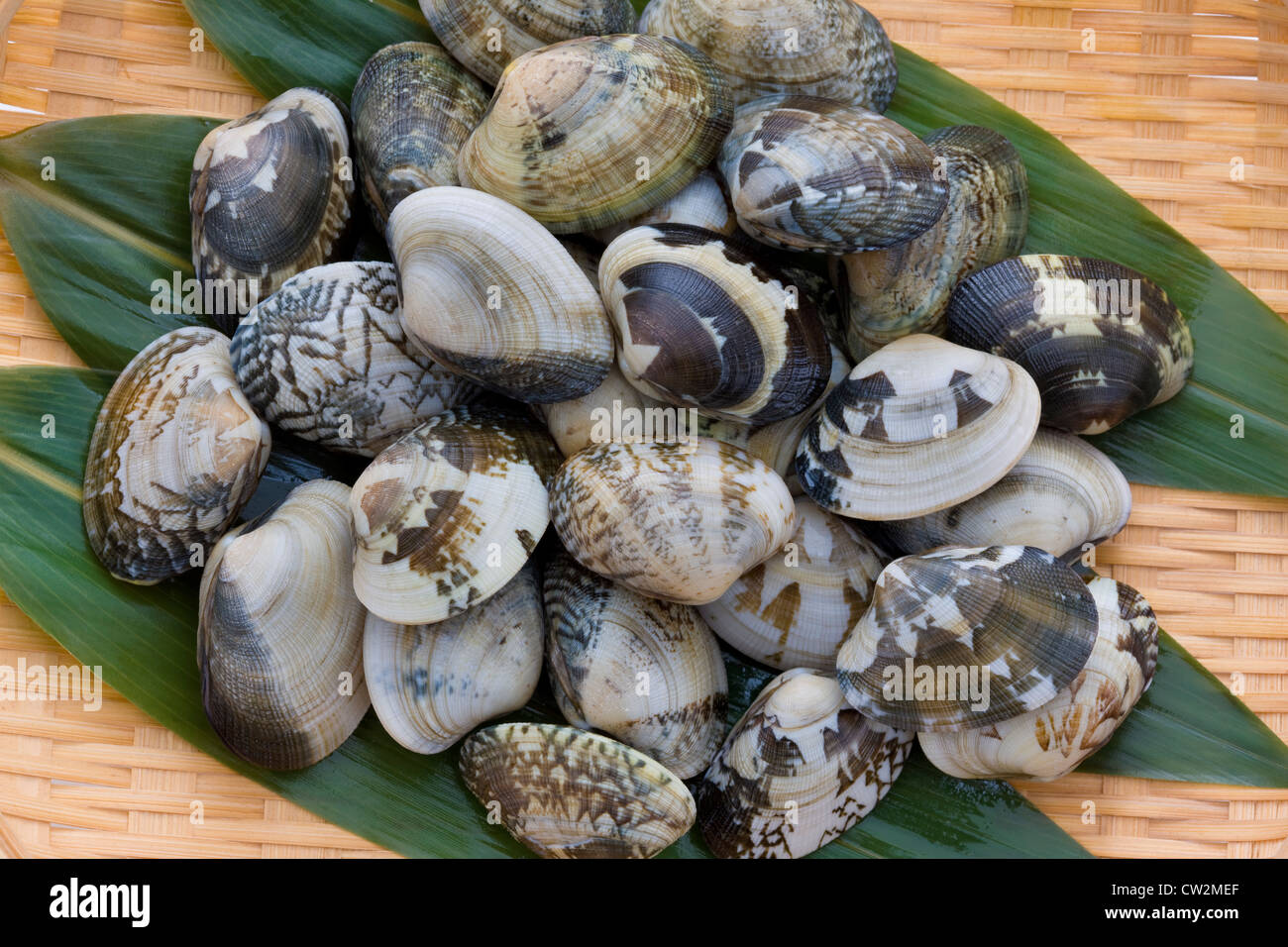 Japanese Littleneck Clams Stock Photo