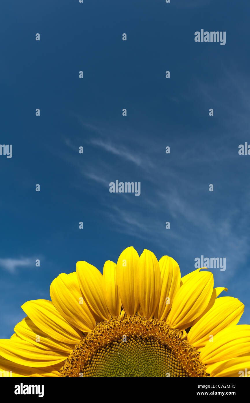 Early morning sunshine sunflowers field full bloom flower UK with