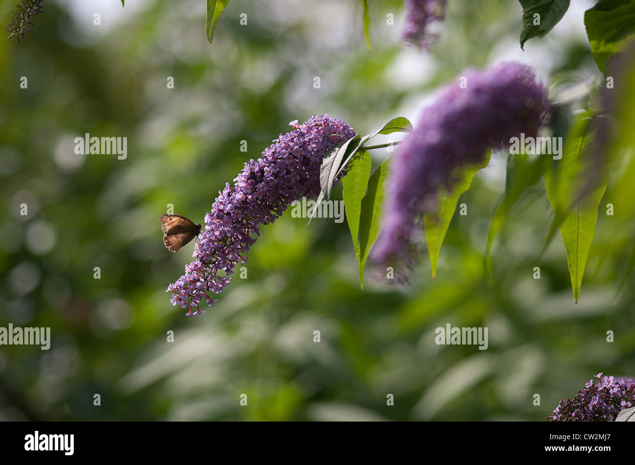 A Meadow Brown butterfly on a raceme of Buddleia flowers Stock Photo