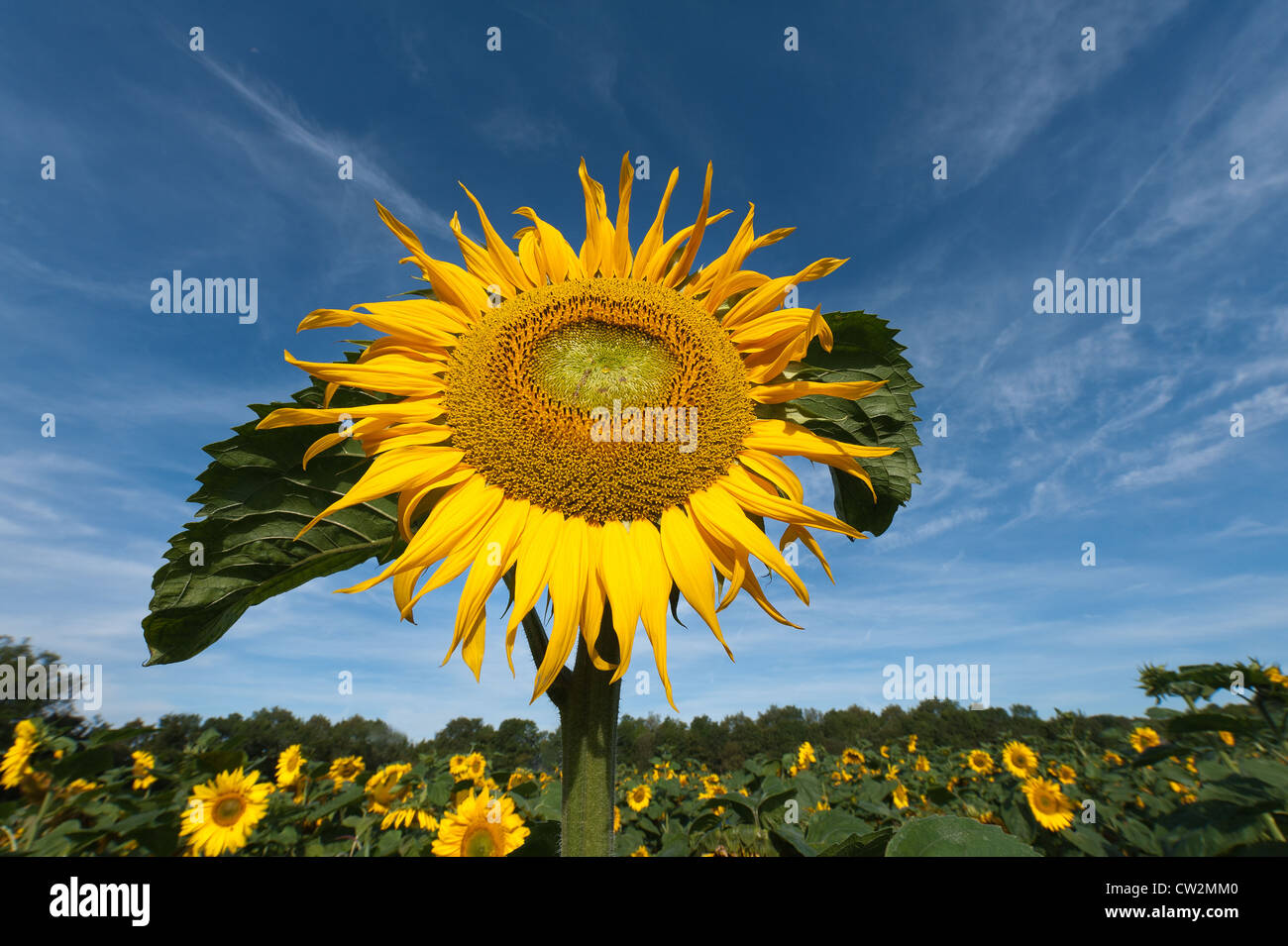 Early morning sunshine sunflowers field full bloom flower UK with