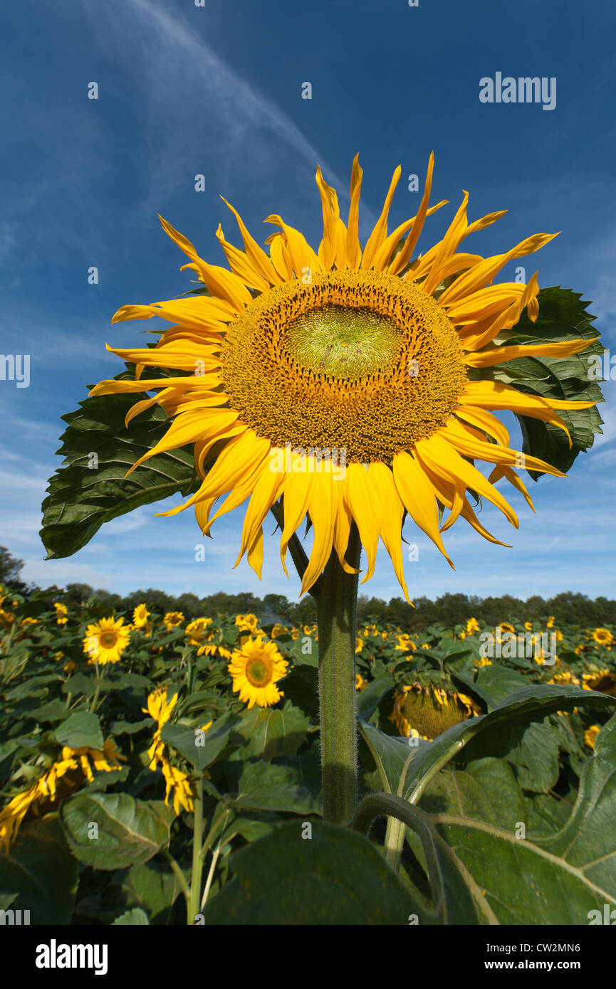 Early morning sunshine sunflowers field full bloom flower UK with