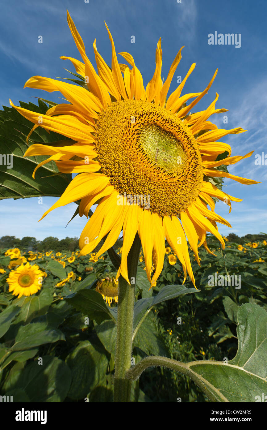 Early morning sunshine sunflowers field full bloom flower UK with
