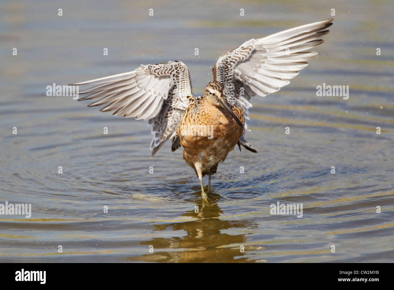 Short-billed Dowitcher - washing Limnodromus griseus South Padre Island Texas, USA BI023369 Stock Photo