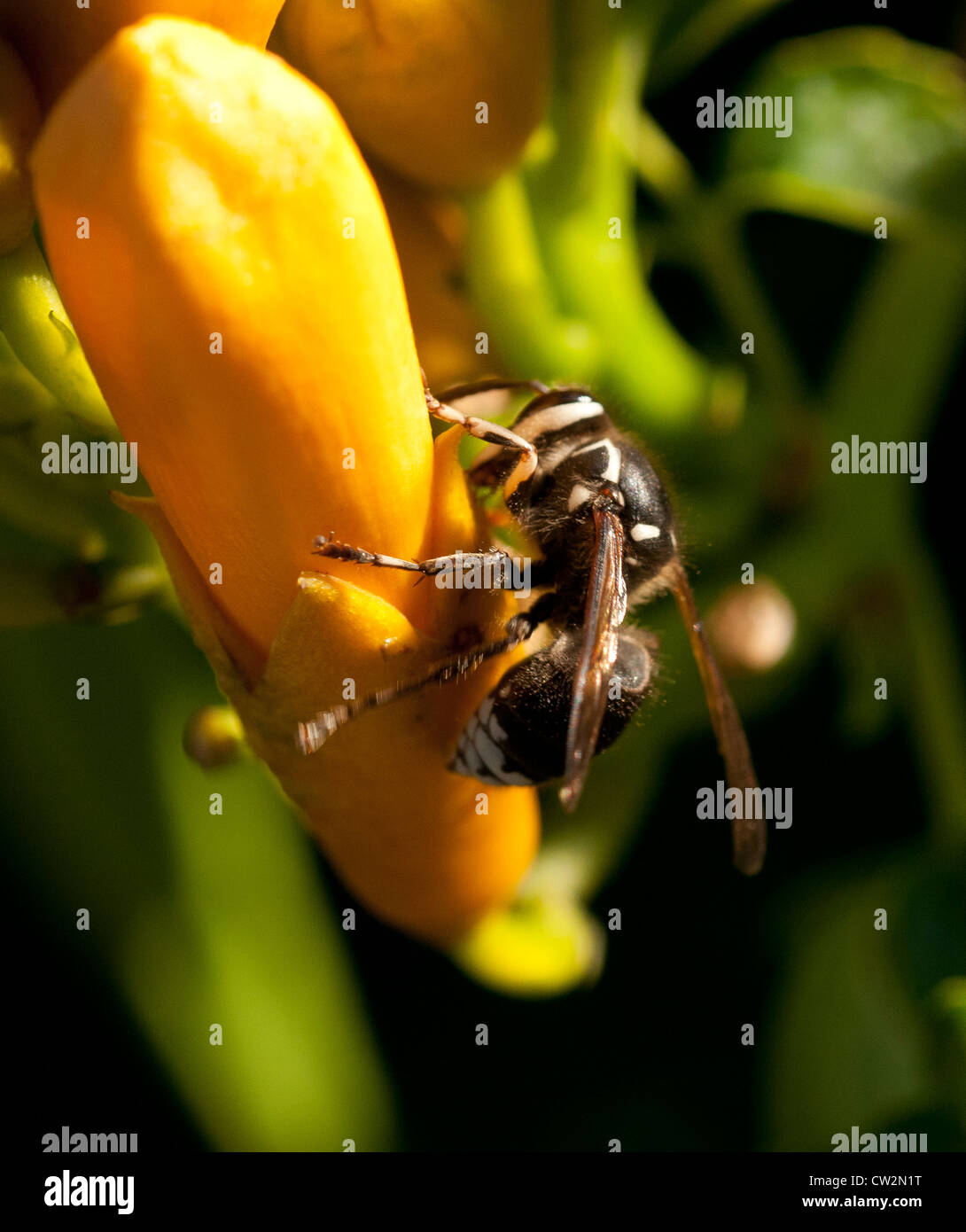 Bald Headed hornet on trumpet vine. Stock Photo