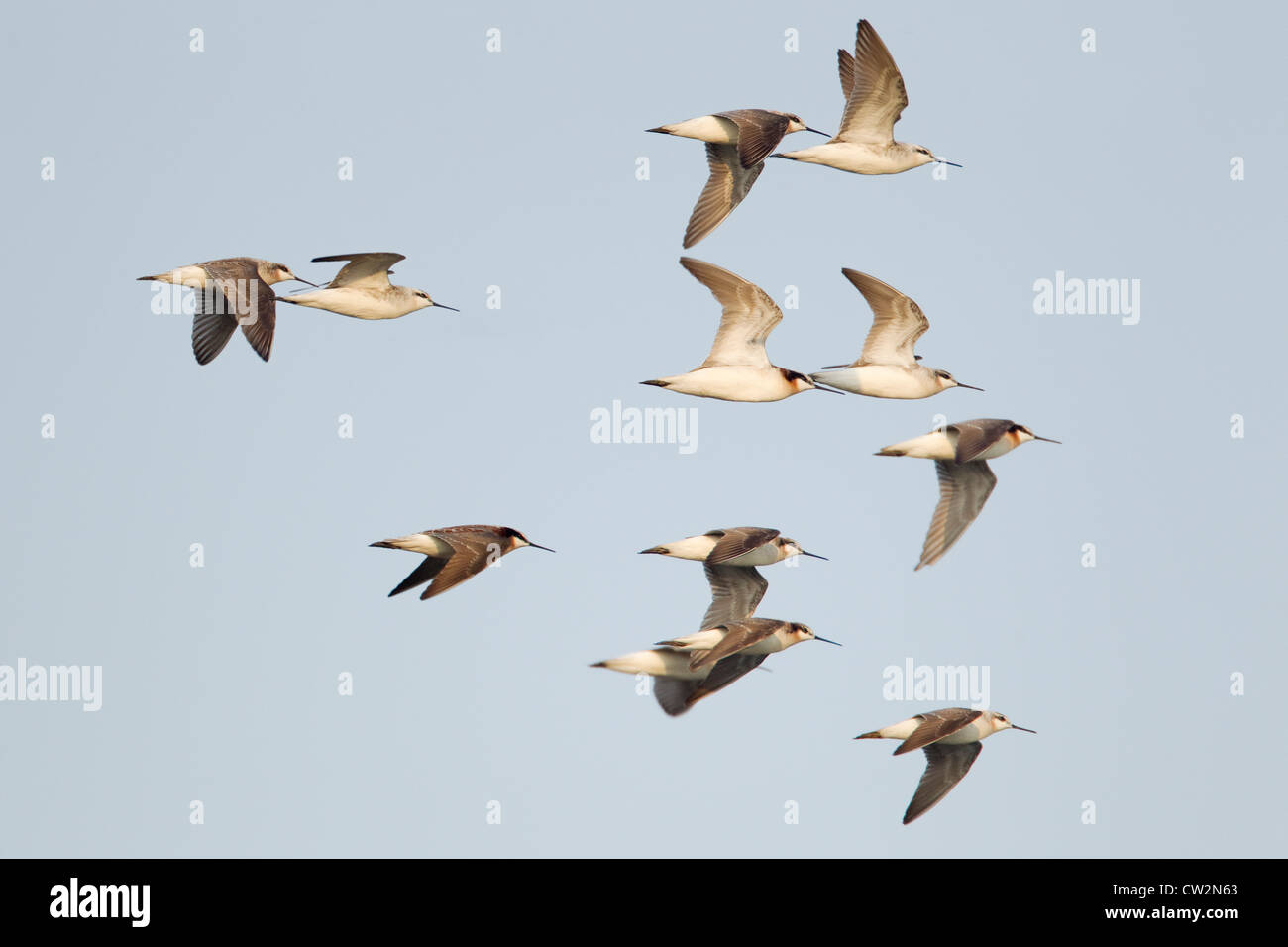 Wilson's Phalarope - flock in flight Phalaropus tricolor South Padre Island Texas, USA BI023409 Stock Photo