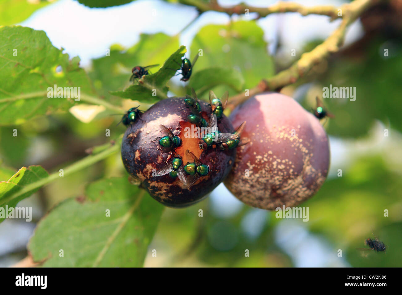 flies eating a plum hanging from a tree Stock Photo Alamy