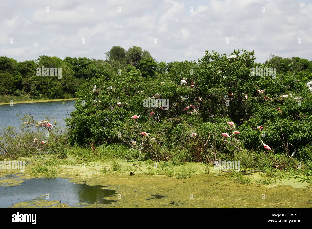 High Island Rookery Smith Oaks Nature Reserve Texas, USA LA005586 Stock ...