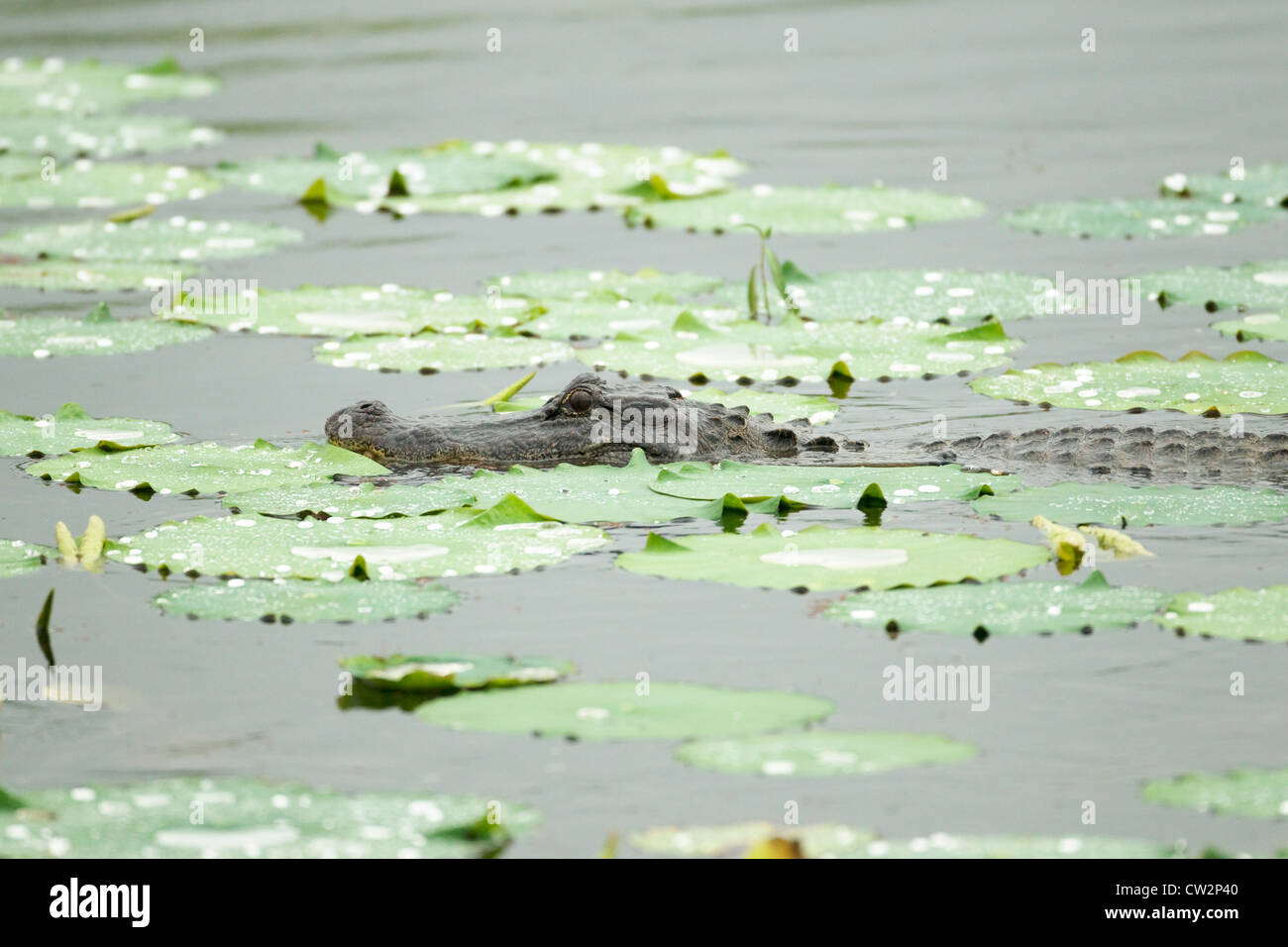 American Alligator -  Alligator mississippiensis Brazos Bend State Park Texas, USA RE000253 Stock Photo