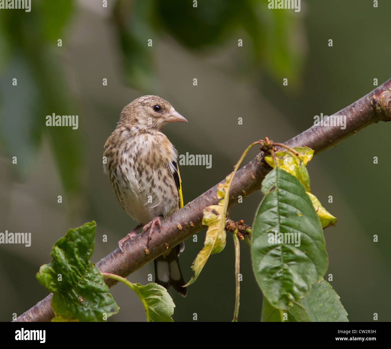 A Juvenile Goldfinch Stock Photo