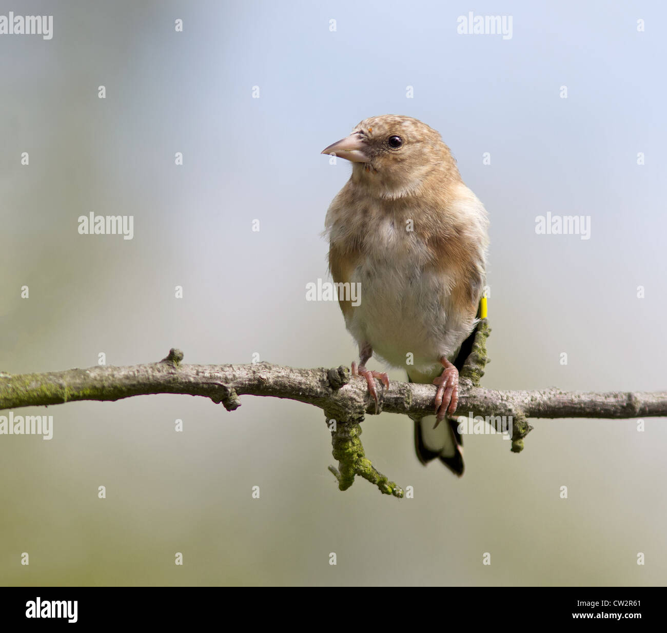 Juvenile Goldfinch on a tree branch. (Carduelis carduelis) Stock Photo