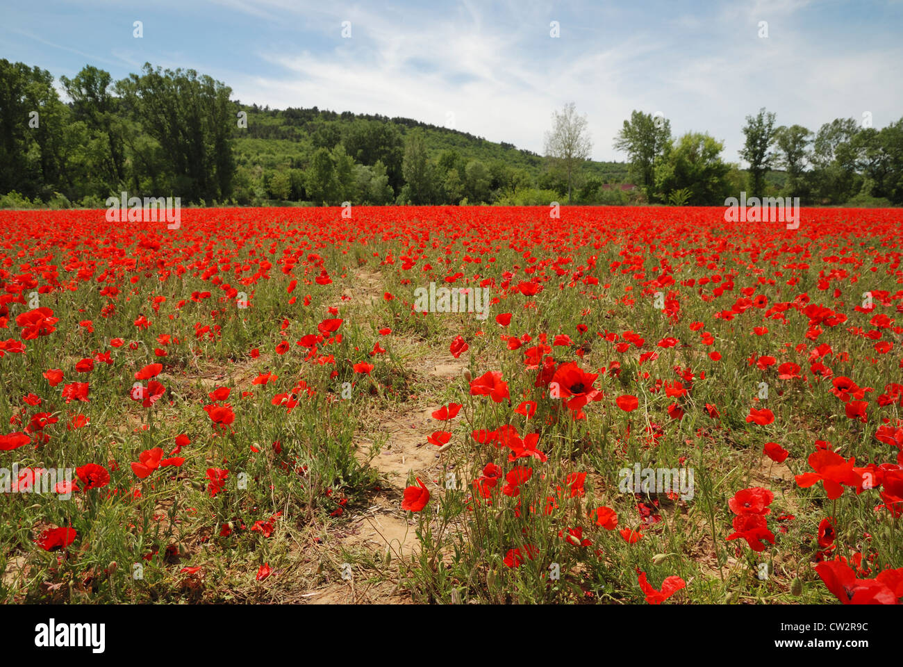 Poppies field in luberon france hi-res stock photography and images - Alamy
