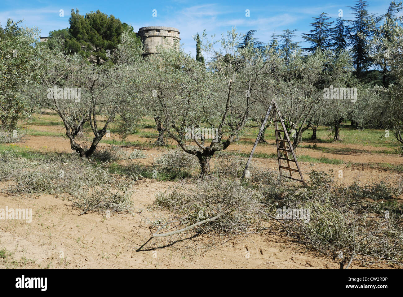 Springtime pruning at the olive grove at Chateau de Lourmarin, Lourmarin, Provence, France. Stock Photo