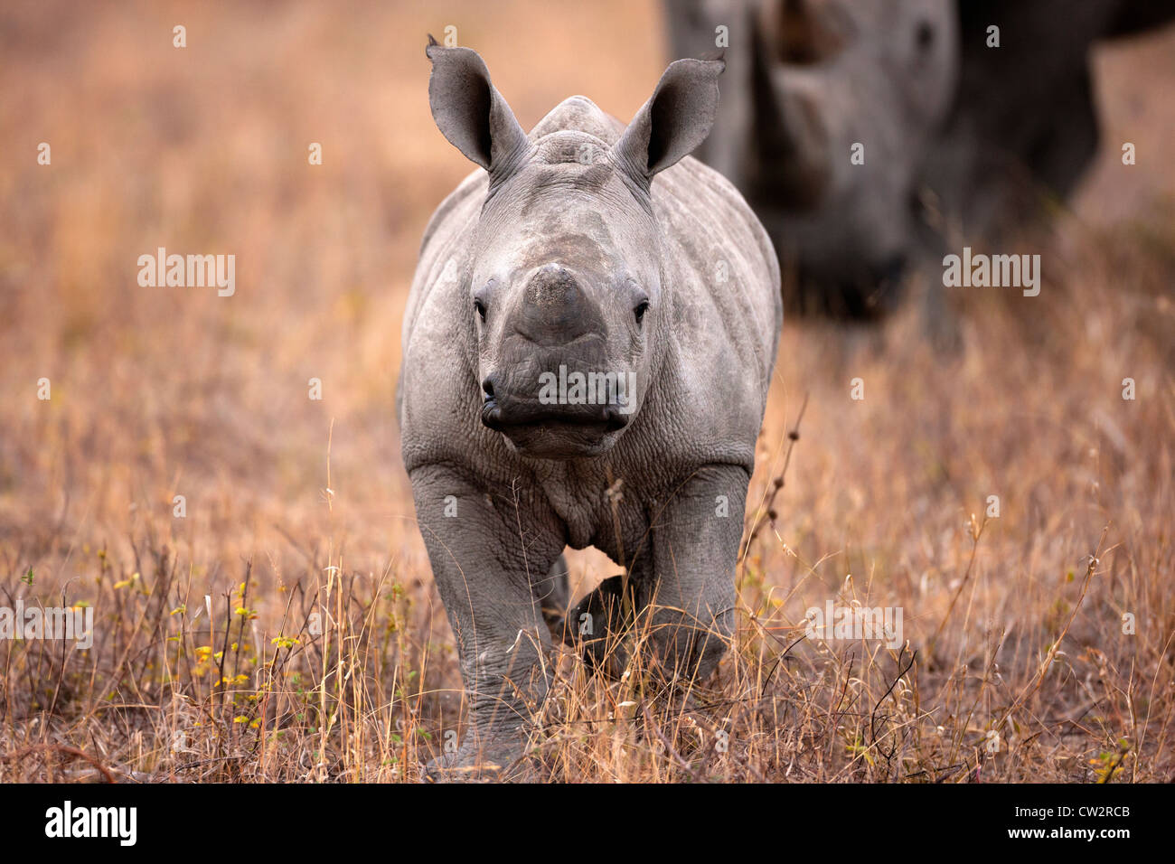 Front view of baby Rhinoceros walking with mother Stock Photo