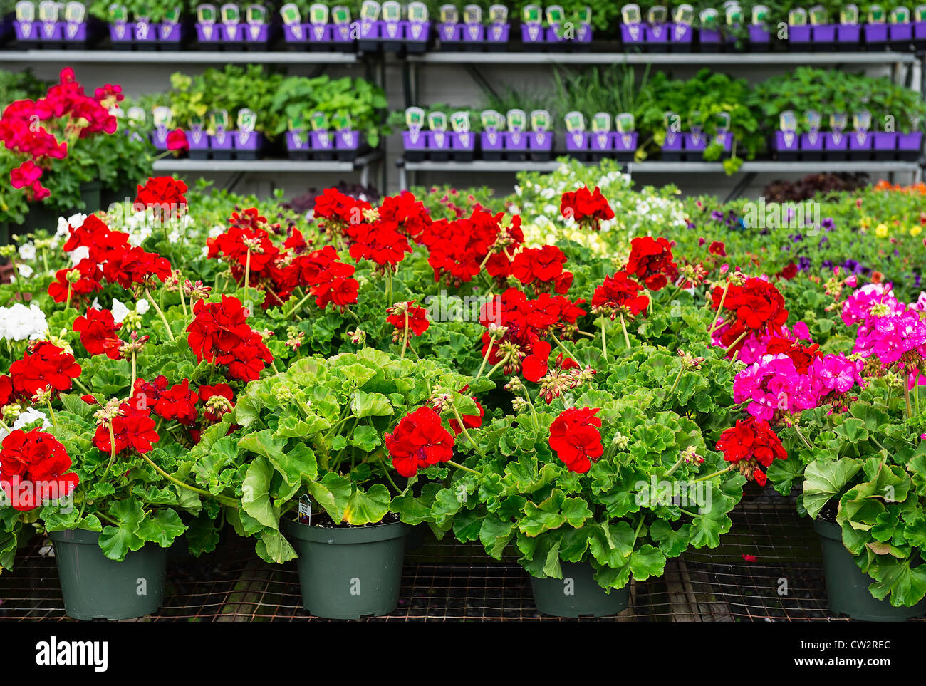 Annual flower selection at a garden center Stock Photo Alamy