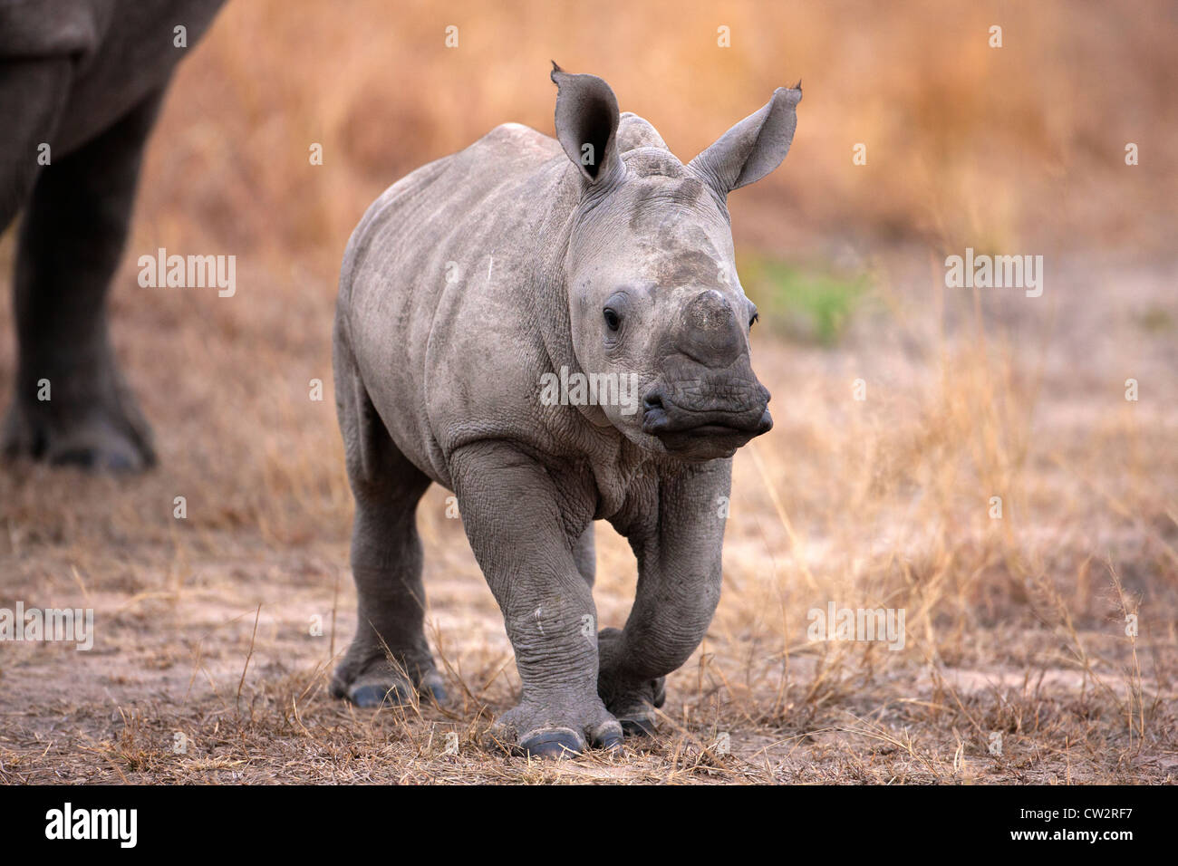 Front view of baby Rhinoceros walking with mother Stock Photo