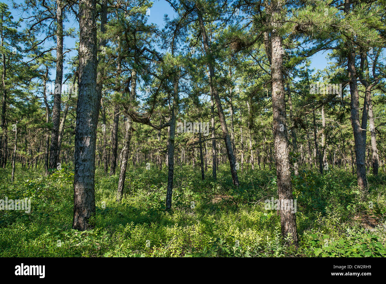 Trees, Pine Barrens, New Jersey, USA Stock Photo