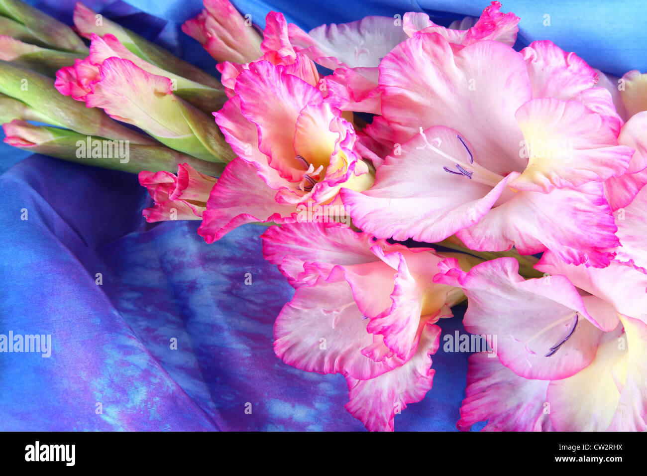 Gladiolus hires stock photography and images Alamy