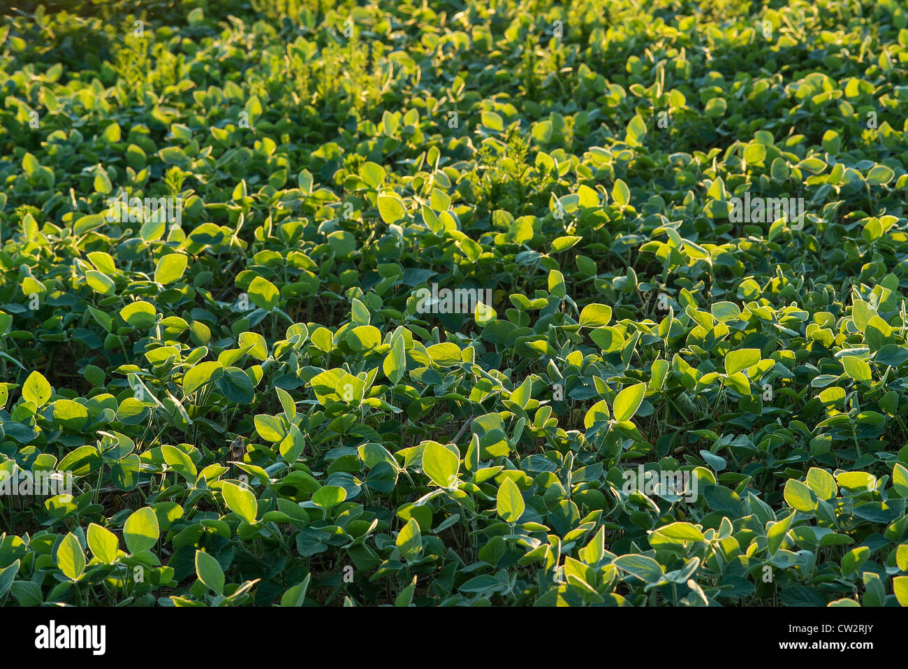 Soybean crop, Glycine max, New Jersey, USA Stock Photo
