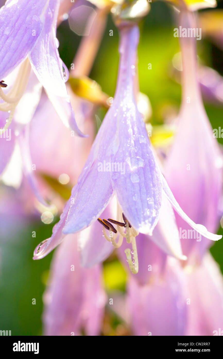 Lavender colored hosta glowers dripping with dew or raindrops in an early morning sunshine. Stock Photo