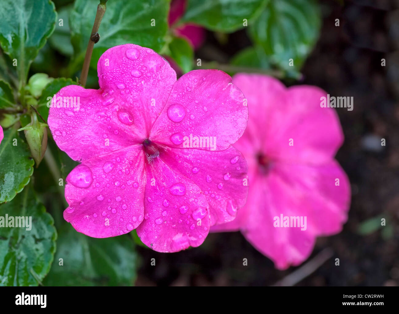 Bright pink flower of an impatiens plant with dew drops or rain drops, a popular flowering annual in the home garden. Stock Photo