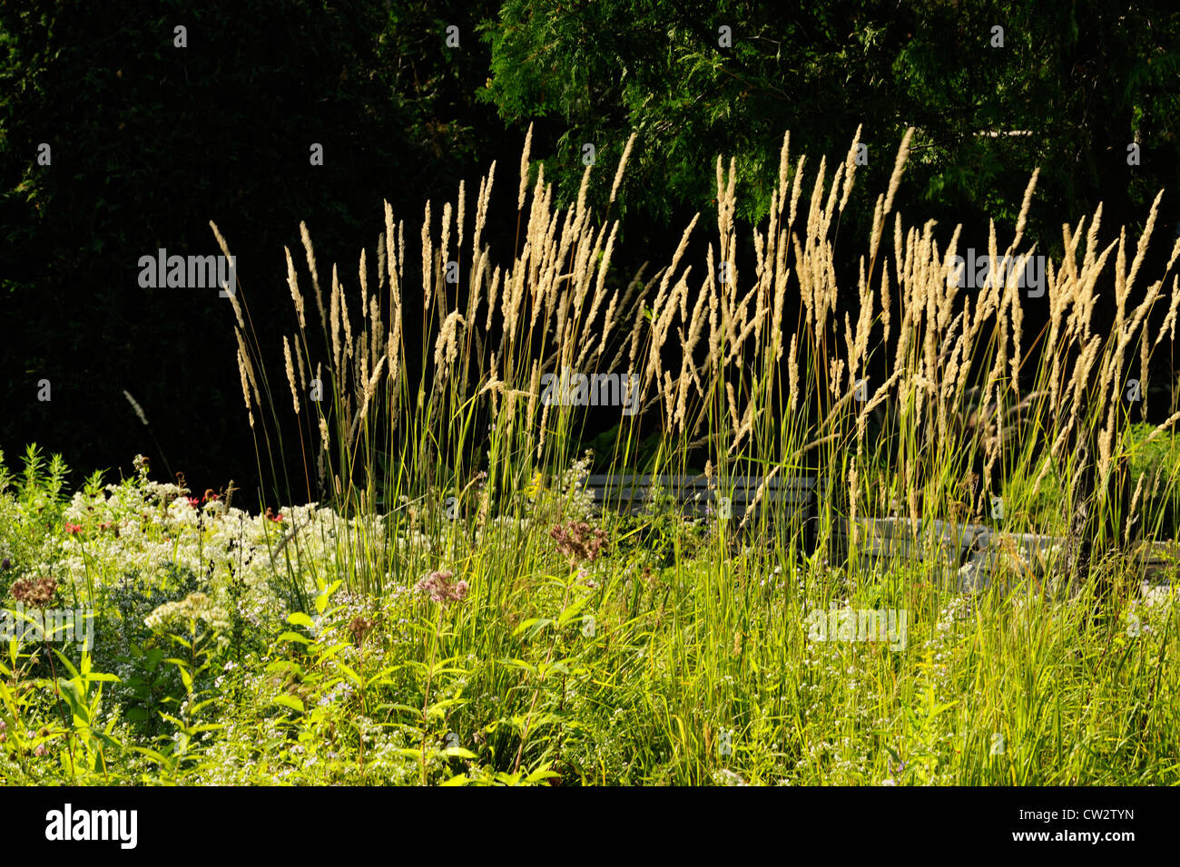 Ornamental Feather Reed Grass (Calamagrostis acutiflora) var Karl Foerster's., Greater Sudbury, Ontario, Canada Stock Photo
