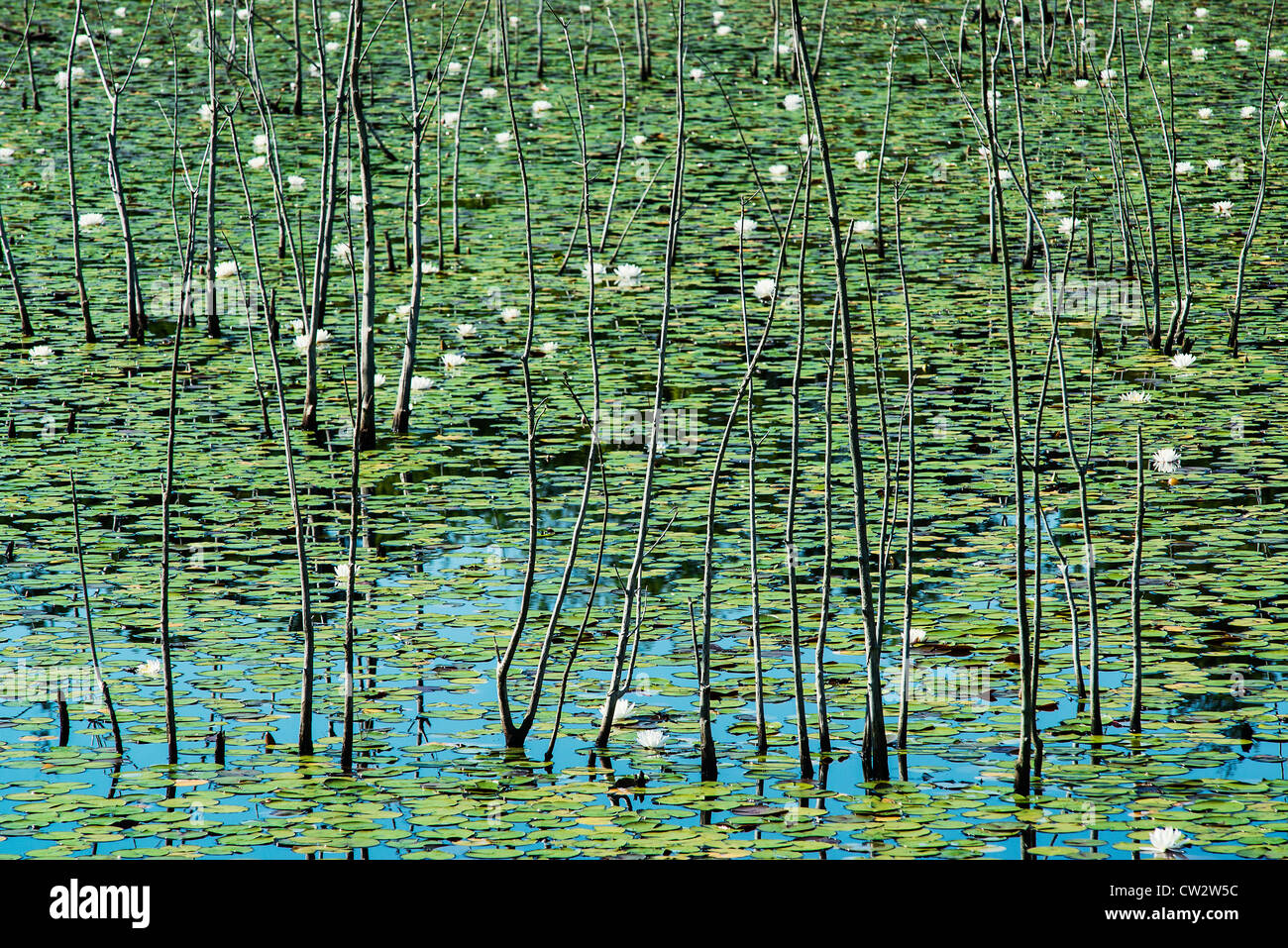 Water lilly bog, Pine Barrens, New Jersey, USA Stock Photo