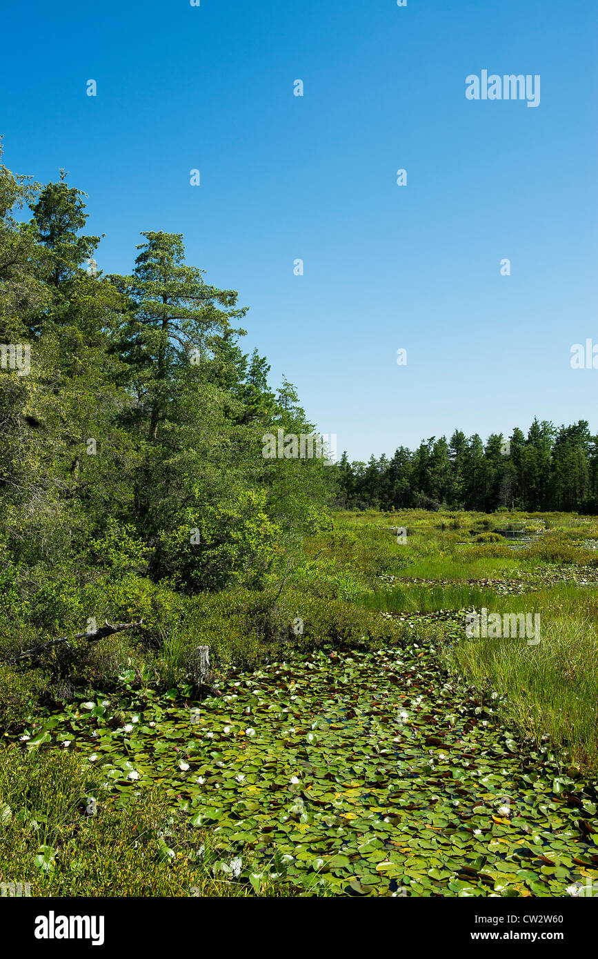 Swampy bogs, Pine Barrens, New Jersey, USA Stock Photo