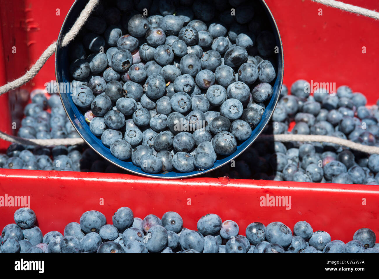 Blueberry harvest, New Jersey, USA Stock Photo