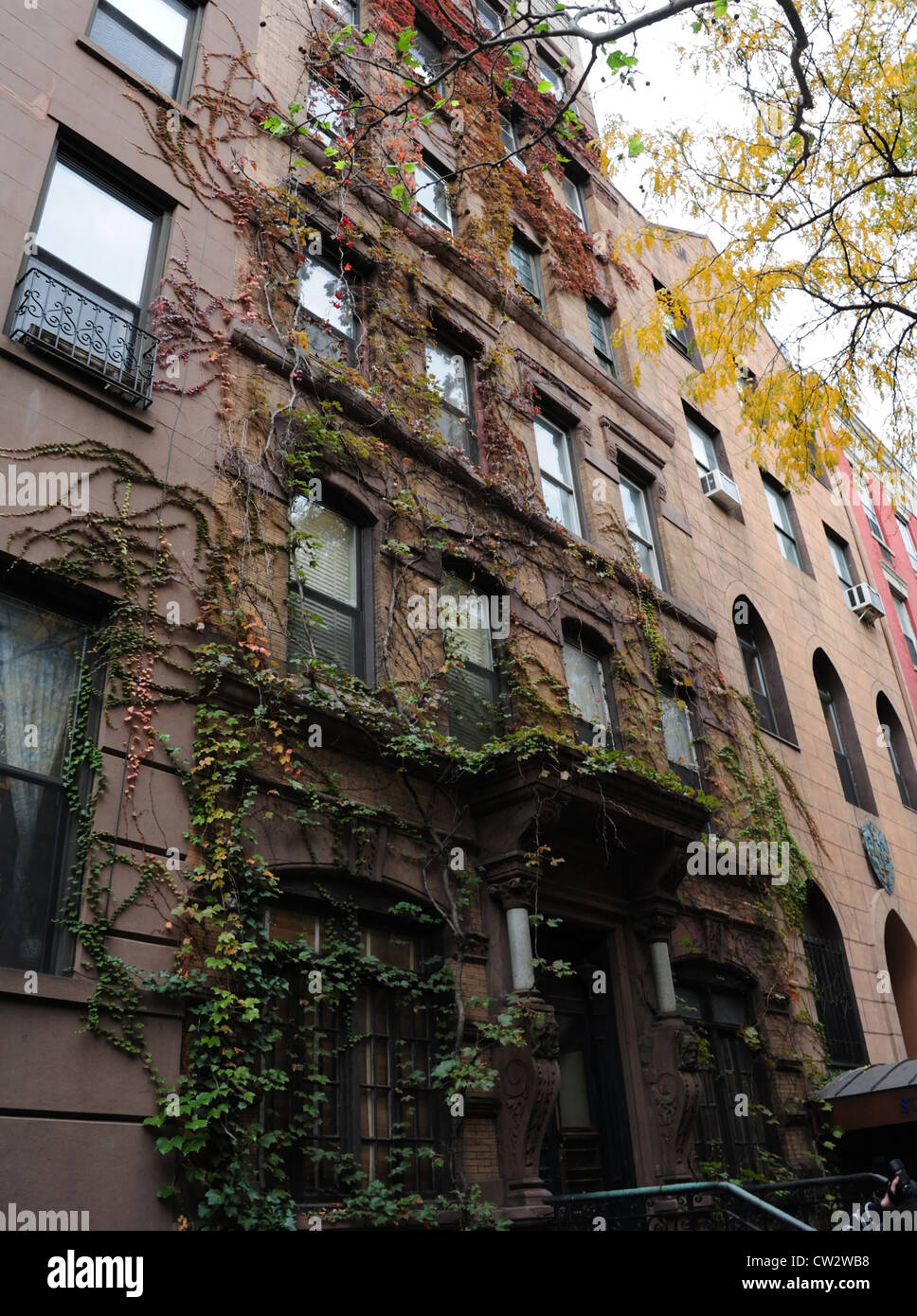 Oblique portrait yellow autumn tree, red green ivy creeping up masonry facade tenement building, 55 St. Mark's Place, New York Stock Photo