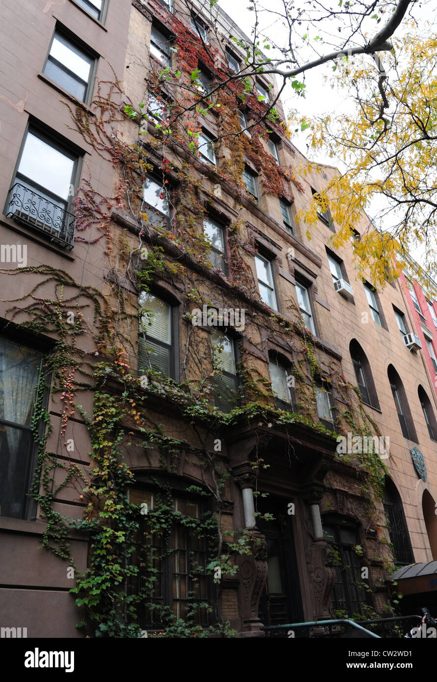 Oblique portrait yellow leaves tree, red green ivy creeping masonry facade tenement building, 55 St. Mark's Place, New York Stock Photo