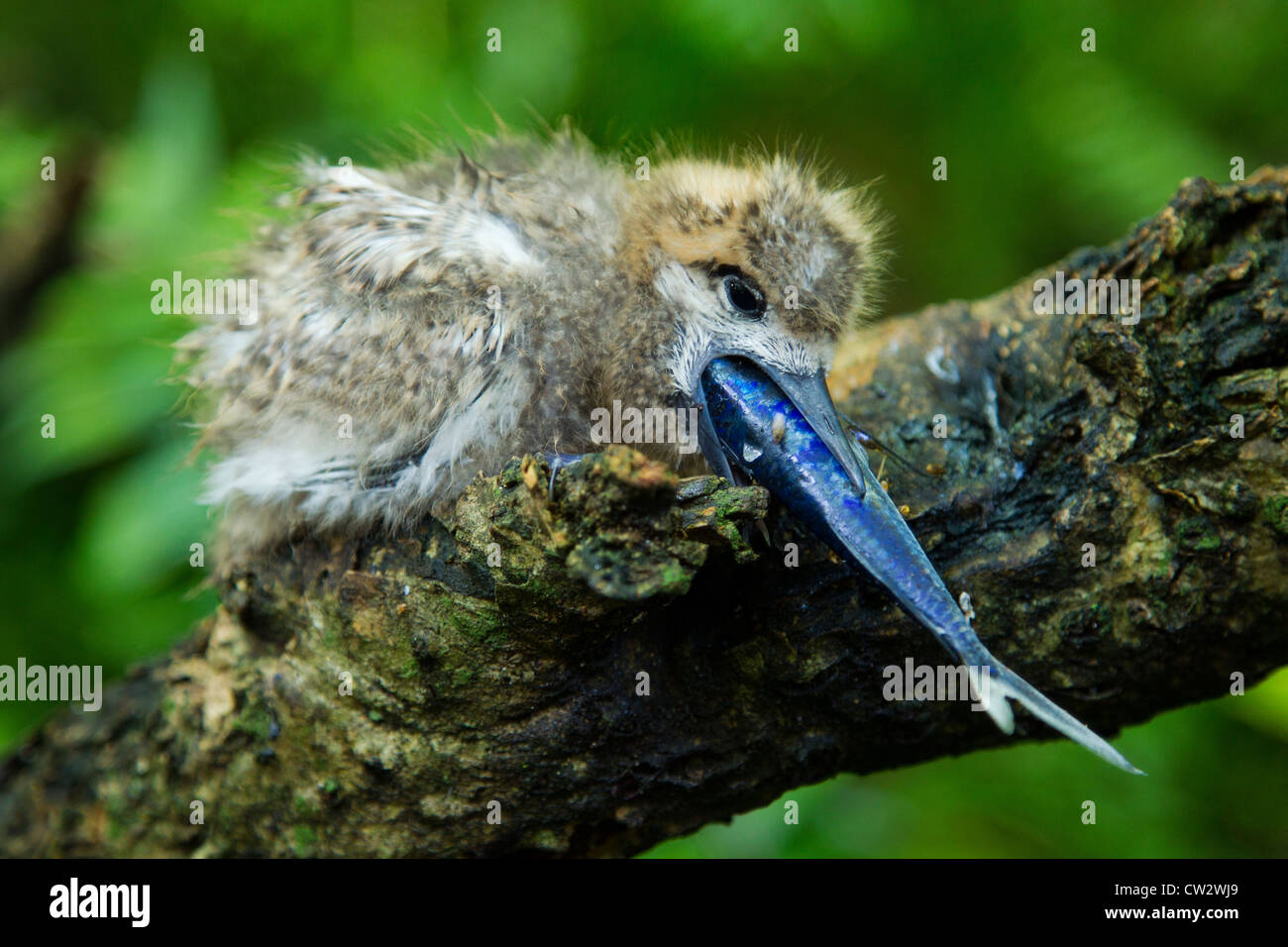 White fairy tern chick (Gygis alba) eating a fish.Seychelles Stock Photo