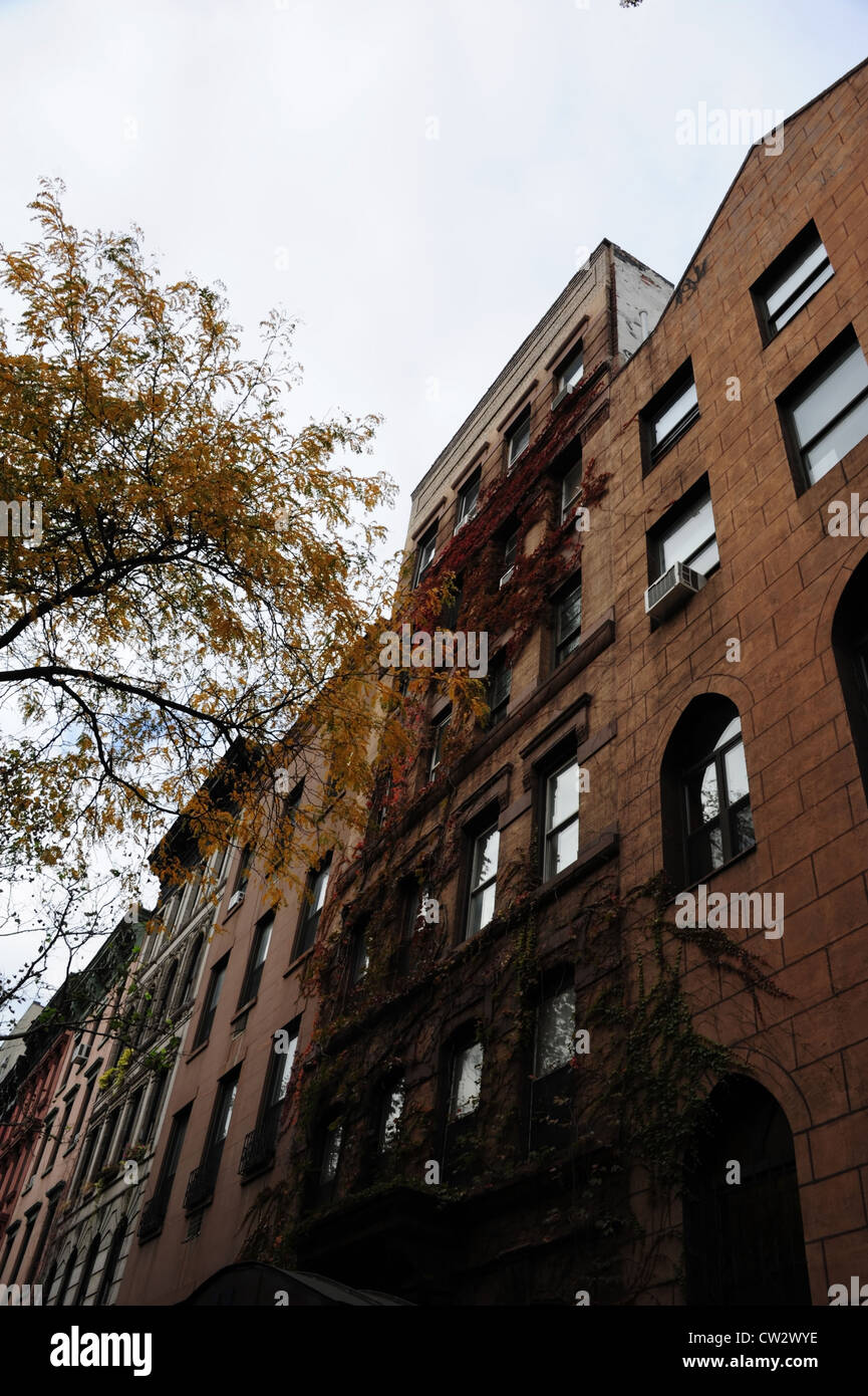 Grey sky oblique sidewalk portrait autumn tree, tenements, red ivy creeping facade 55 St. Mark's Place, East Village, New York Stock Photo