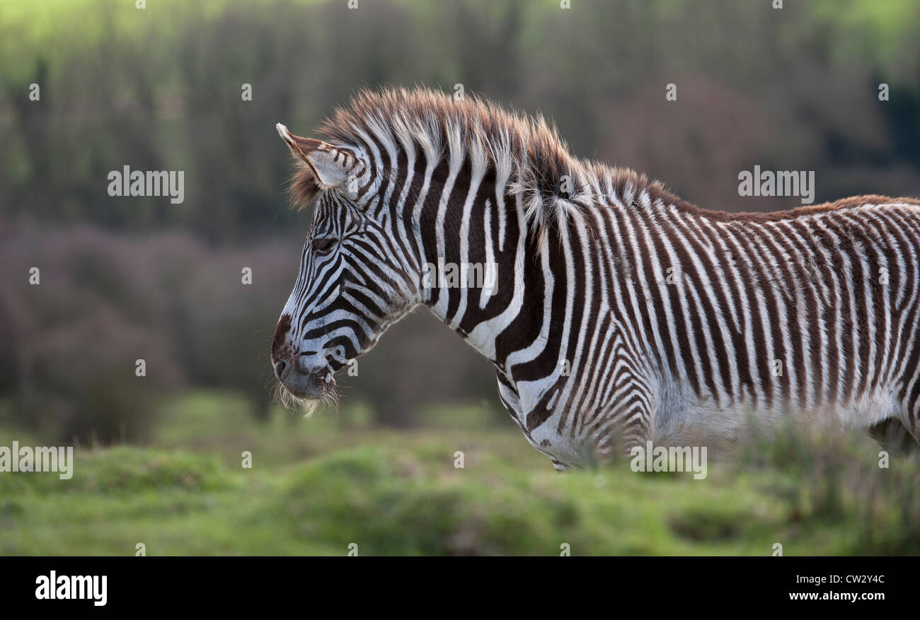 Zebra Stock Photo Alamy
