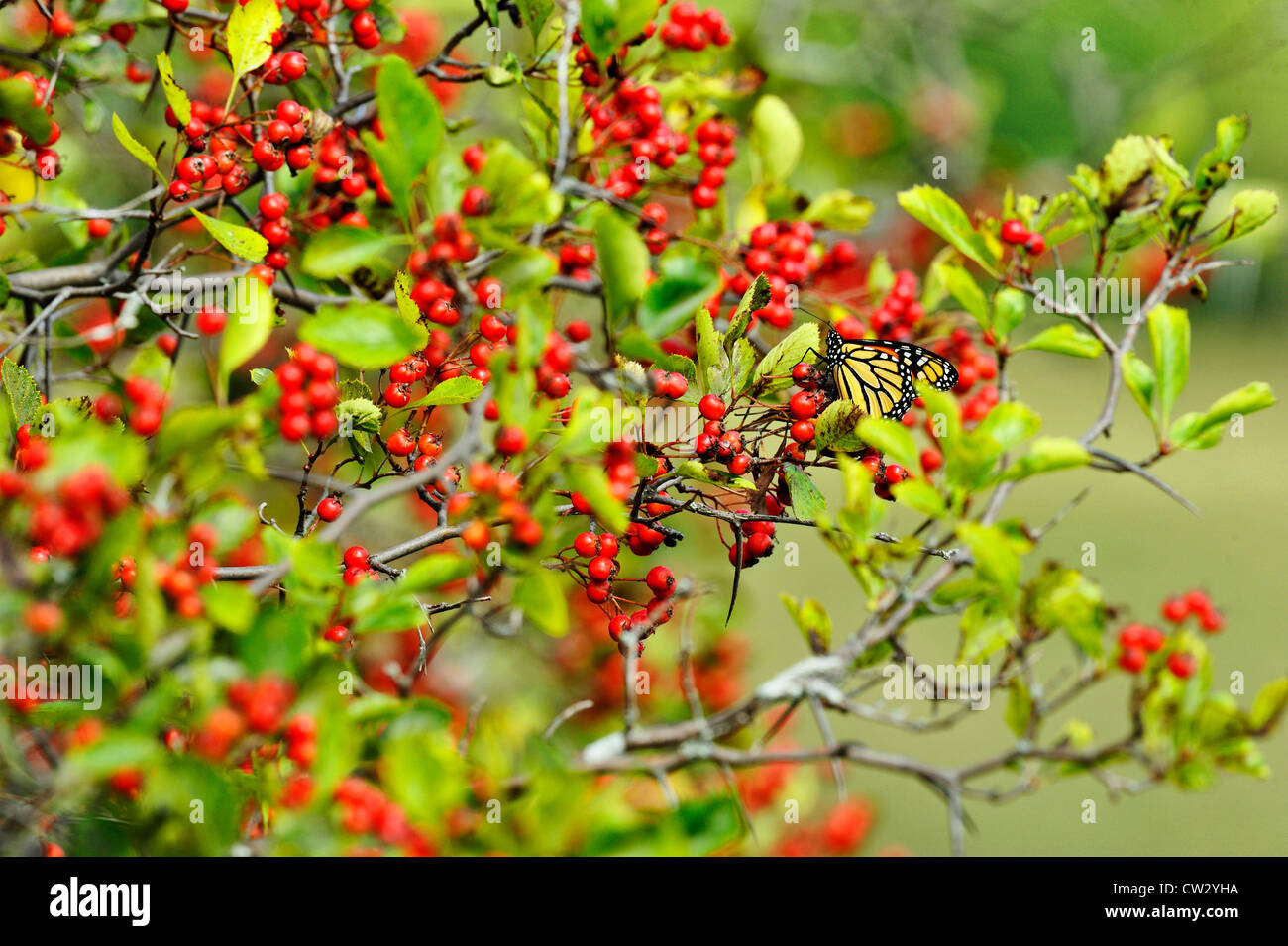 Hawthorn (Crataegus spp.) Fruit with roosting migratory monarch butterfly, Manitoulin Island- Mindemoya, Ontario, Canada Stock Photo