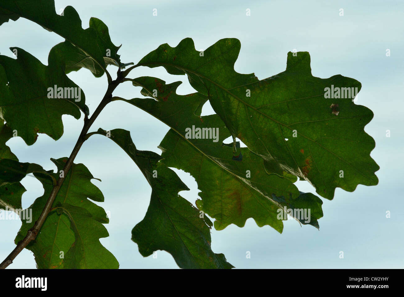 Oak quercus spp hi-res stock photography and images - Alamy
