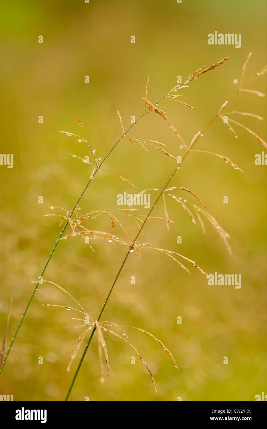 Redtop grass (Agrostis gigantean) seed head, Greater Sudbury, Ontario, Canada Stock Photo