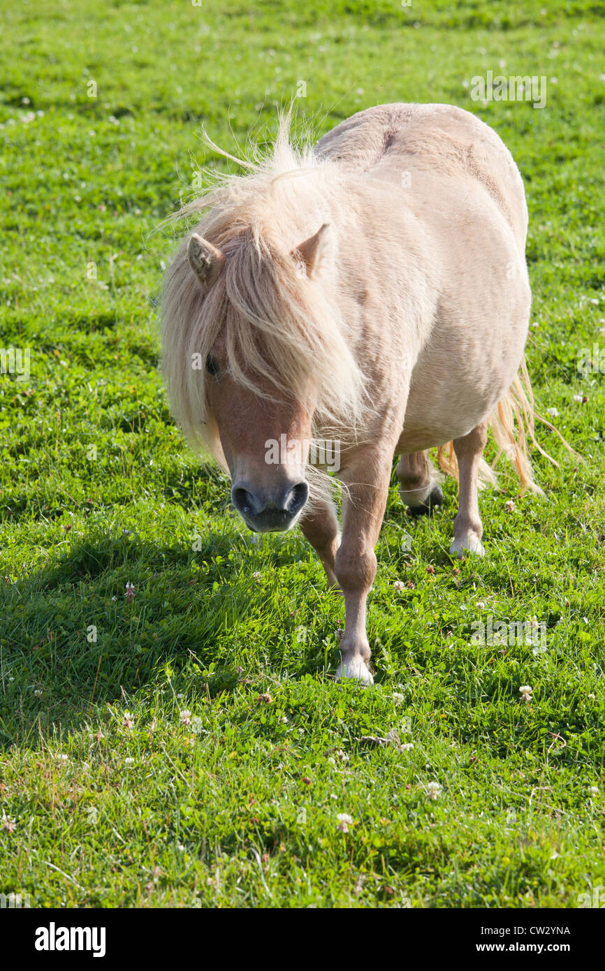 Photo libre de droit de Palomino Poney Des Shetland Hyundai Equus