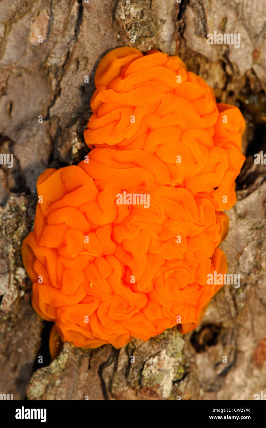 Orange jelly fungus (Dacrymyces palmatus) Fruiting body on pine tree