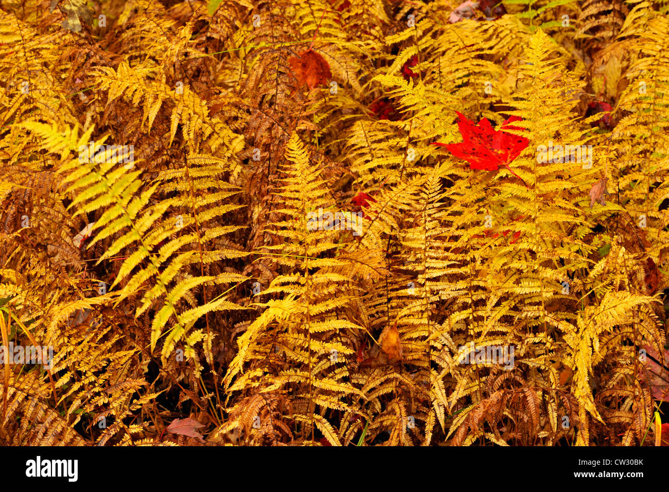 Hayscented fern (Dennstaedtia punctilobula} colony in autumn colour, Algonquin Provincial Park, Ontario, Canada Stock Photo