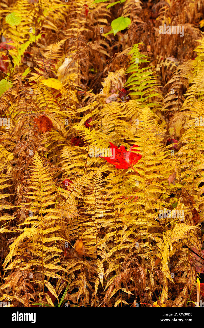 Hayscented fern (Dennstaedtia punctilobula} colony in autumn colour, Algonquin Provincial Park, Ontario, Canada Stock Photo