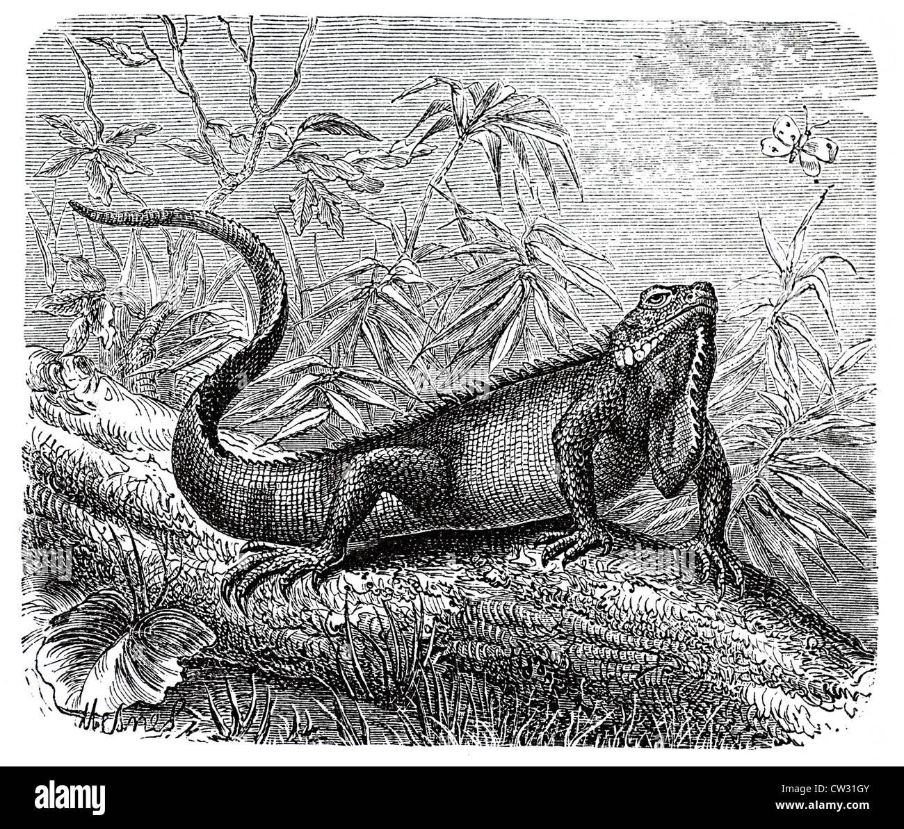 The iguanas, Stock Photo
